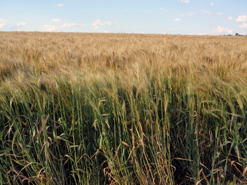 Benair QLD 4610