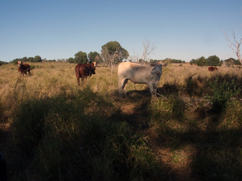 Tingoora QLD 4608