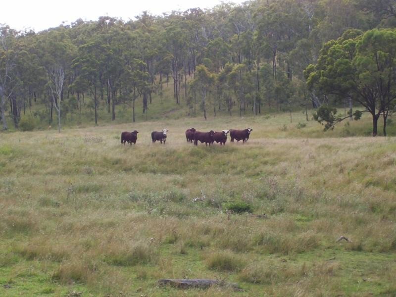 Wengenville QLD 4615