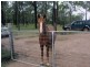 Ballogie QLD 4610