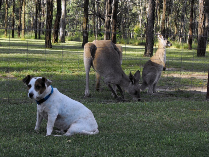 87 Thompsons Road, Nanango QLD 4615