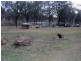 Runnymede QLD 4615