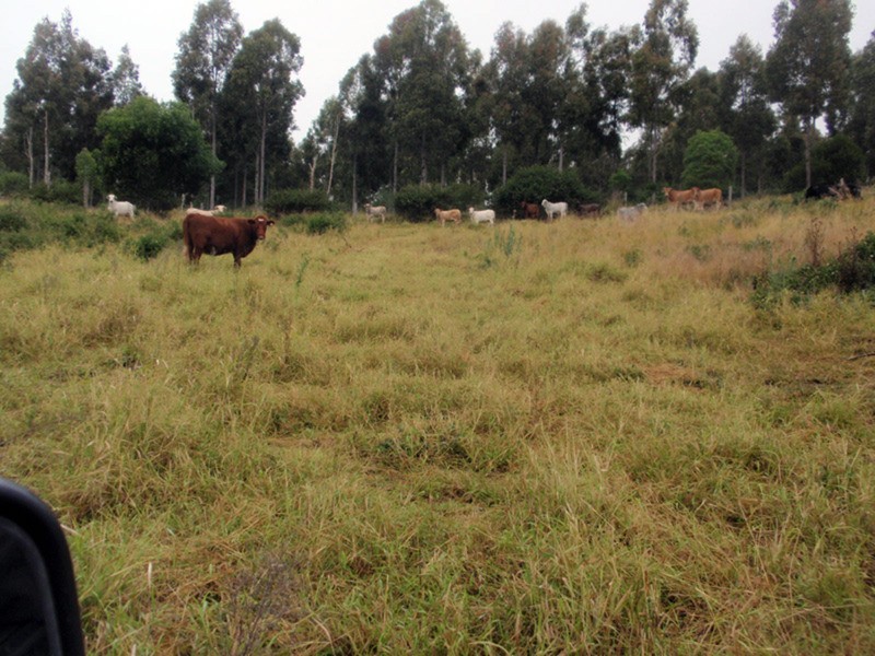 Coolabunia QLD 4610