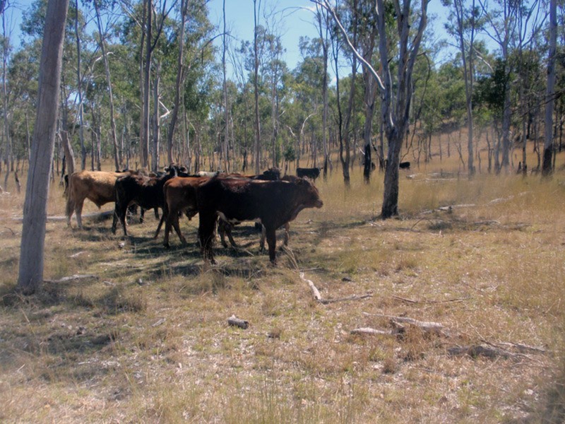 Proston QLD 4613