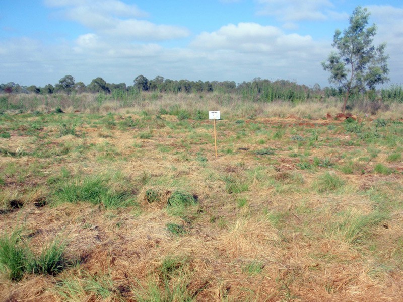 Lot 32 Safflower Street, Memerambi QLD 4610