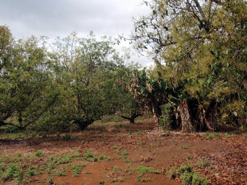 Mount Binga QLD 4306