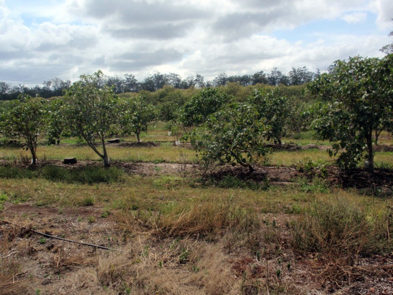Mount Binga QLD 4306