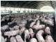 Windera QLD 4605