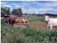 Windera QLD 4605