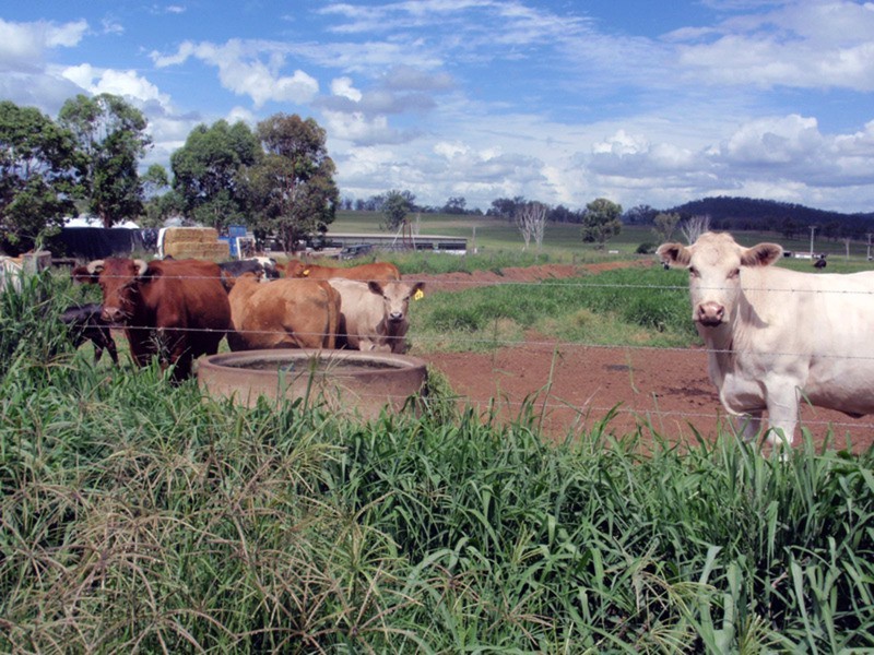 Windera QLD 4605