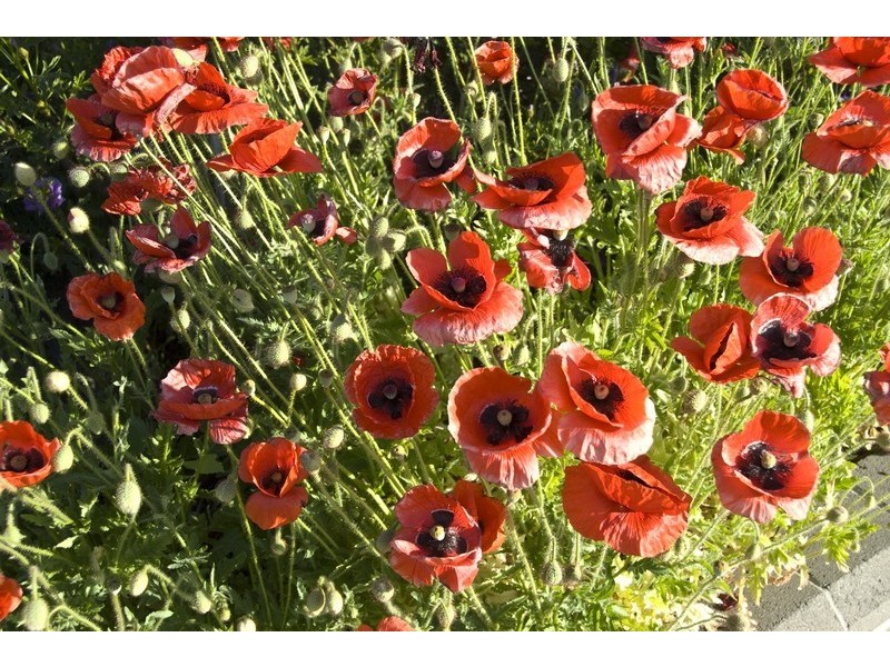 13 Kurung Court East, Gisborne VIC 3437