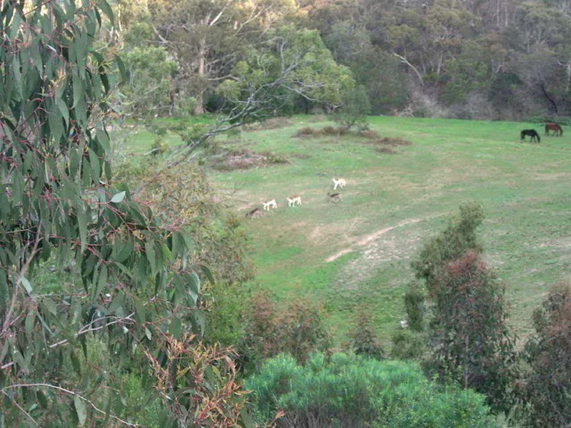 110 McMullins Lane, Coimadai VIC 3340