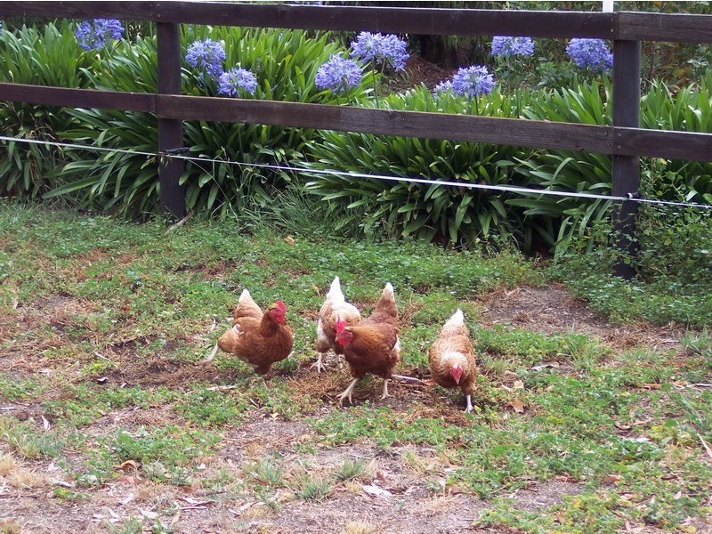 77 Fraser Road, Lancefield VIC 3435