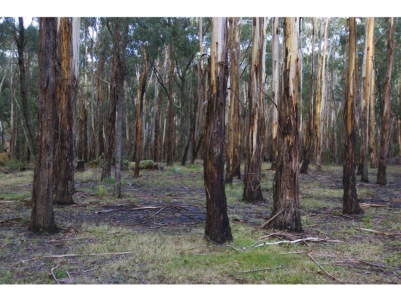 5 Cedar Lane, Mount Macedon VIC 3441