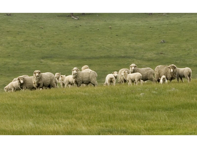 134 Springfield Road, Romsey VIC 3434