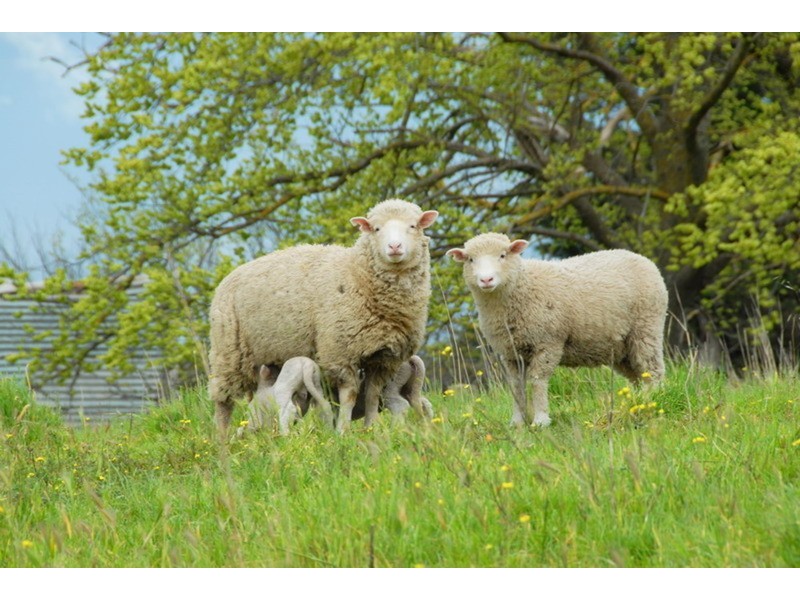 2060 Melbourne – Lancefield Road, Monegeetta VIC 3433