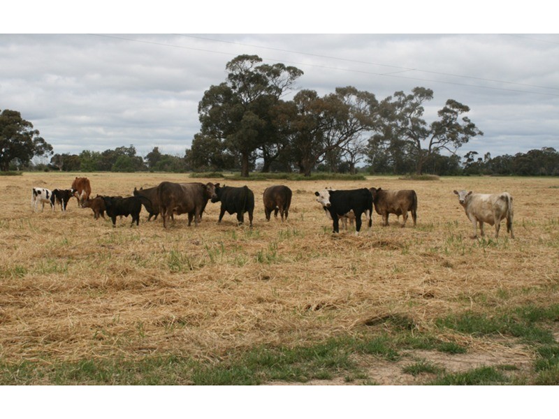 1686 Kerang Koondrook Road, Koondrook VIC 3580