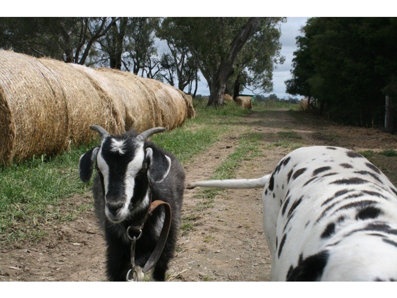 1686 Kerang Koondrook Road, Koondrook VIC 3580