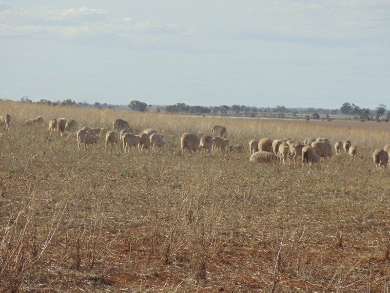 15 Myall Road, Westby VIC 3579