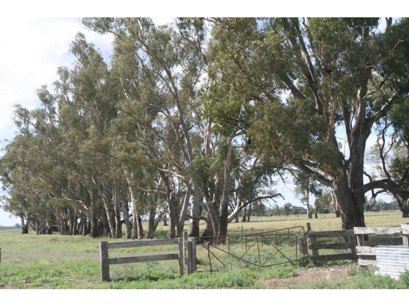 161 Nichol Road, Koondrook VIC 3580