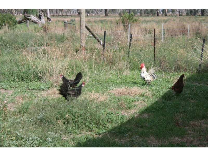 161 Nichol Road, Koondrook VIC 3580