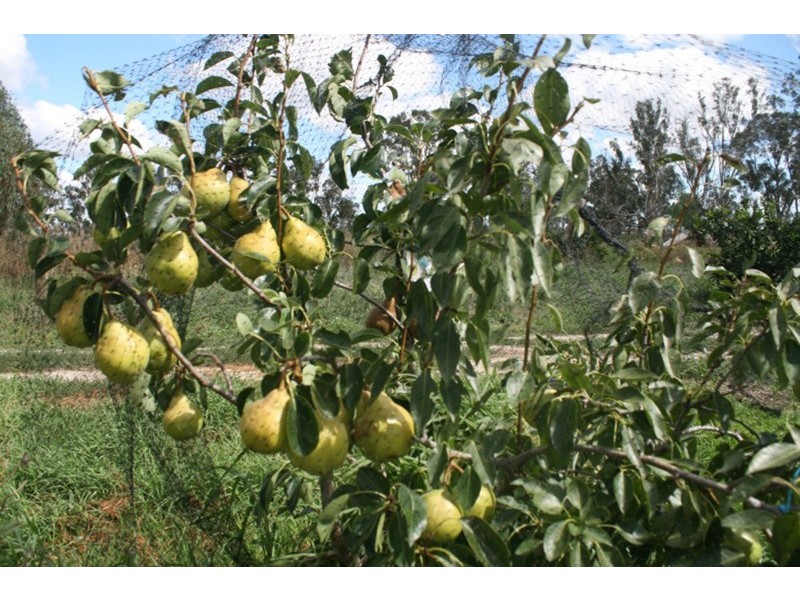 161 Nichol Road, Koondrook VIC 3580