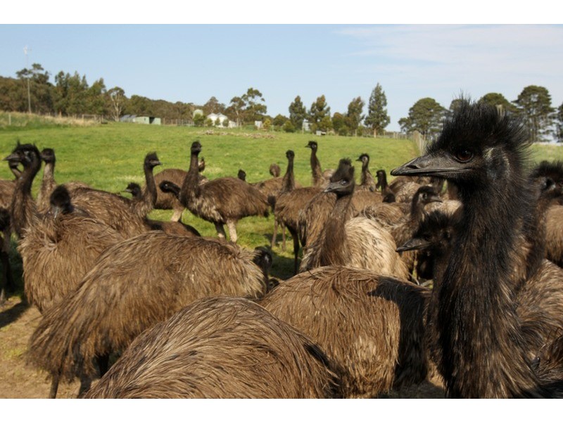 140 Toomeys Lane (via Springfield), Romsey VIC 3434