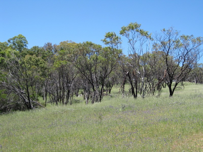 Lot 51 Thomas Hill  Road, Mclaren Flat SA 5171