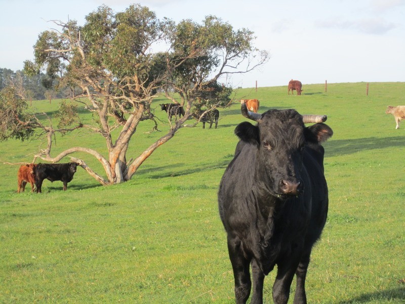 lot 5 Mosquito Hill Rd, Mount Compass SA 5210