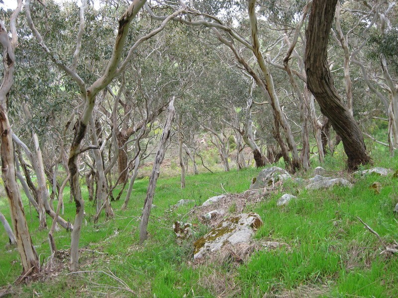 Lot 204 Victor Harbor Road, Mount Compass SA 5210