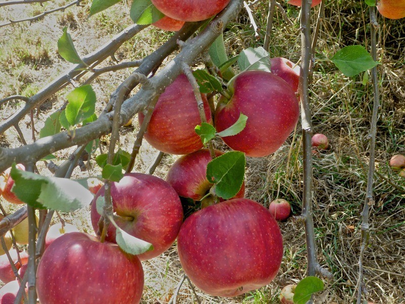 PT Sec 727 Pages Flat Road, Pages Flat SA 5172