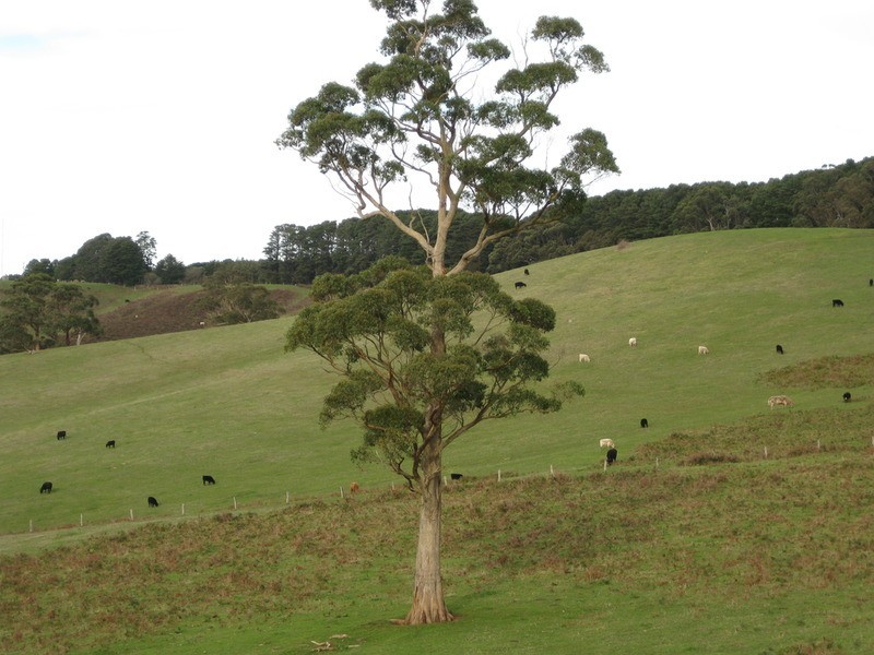 Lot  200 Springmount Road, Myponga SA 5202