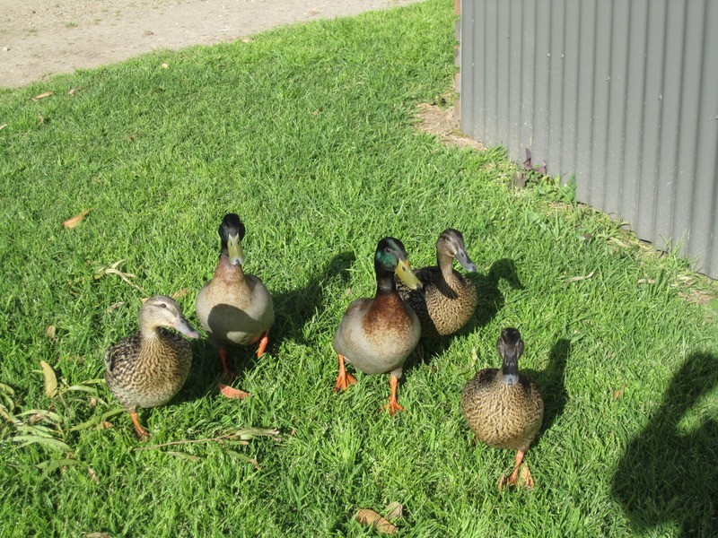 8/34 Noble  Avenue, Goolwa SA 5214