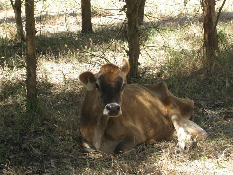 Lot 202 Munetta  Road, Pages Flat SA 5172