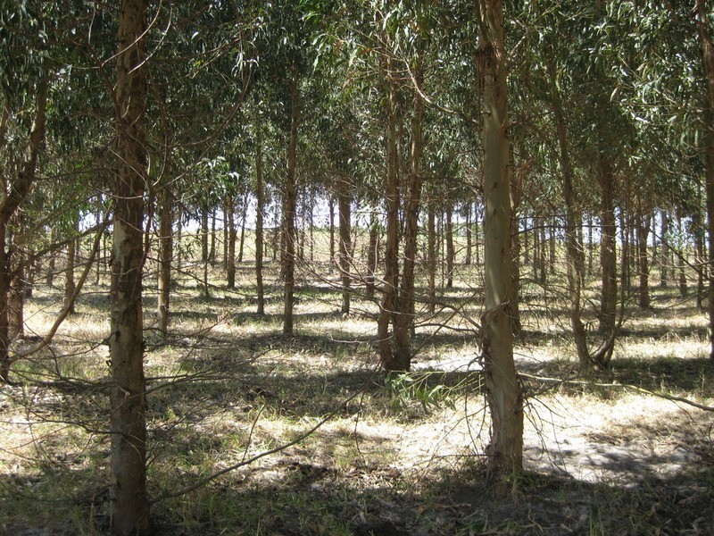 Lot 202 Munetta  Road, Pages Flat SA 5172