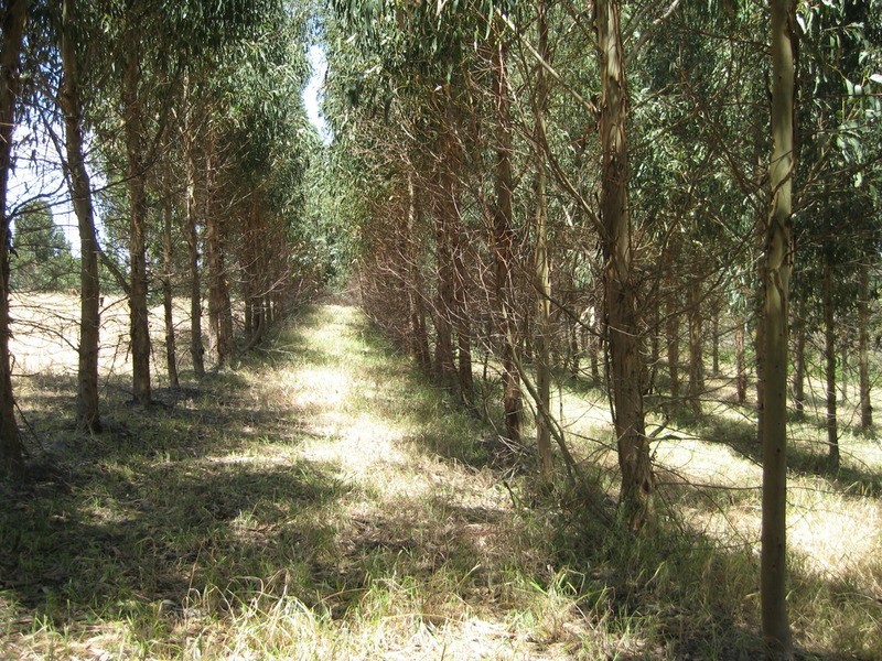 Lot 202 Munetta  Road, Pages Flat SA 5172