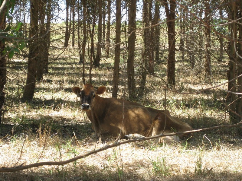 Lot 202 Munetta  Road, Pages Flat SA 5172