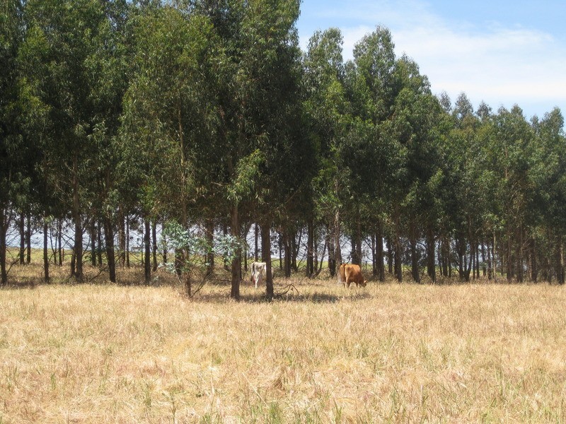 Lot 202 Munetta  Road, Pages Flat SA 5172