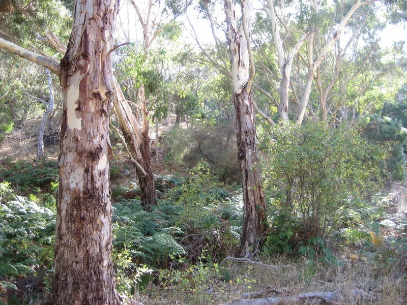 Lot 357 Bangor  Road, Willunga SA 5172