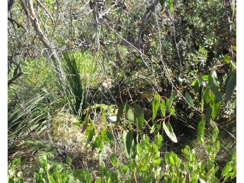 Lot 50 Sand Mine Road, Mount Compass SA 5210