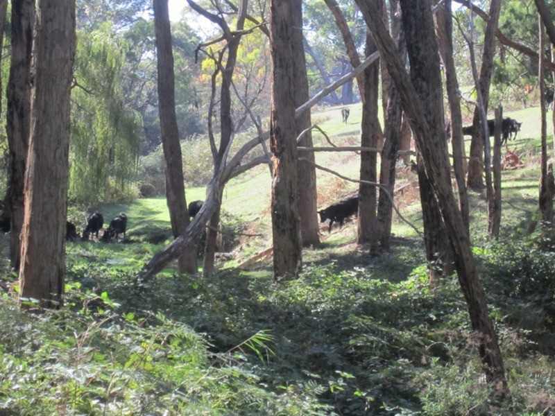 188 Springmount  Road, Myponga SA 5202