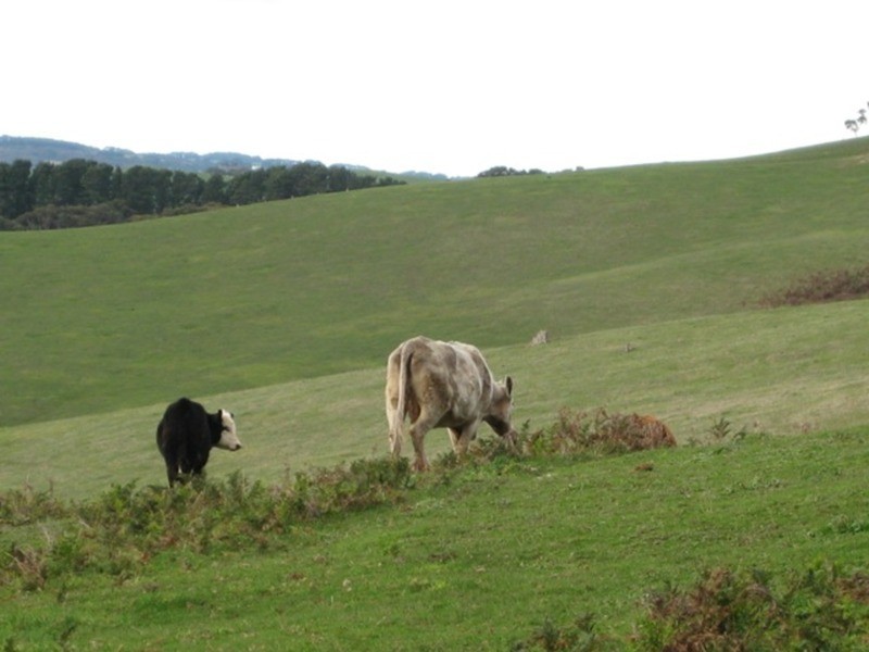 Lot 202 Springmount Road, Myponga SA 5202