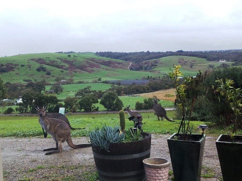 88 Willowburn Drive, Mount Compass SA 5210