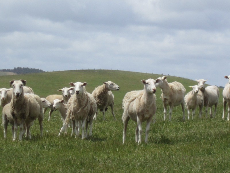 Piece 67 Parawa Road, Torrens Vale SA 5203