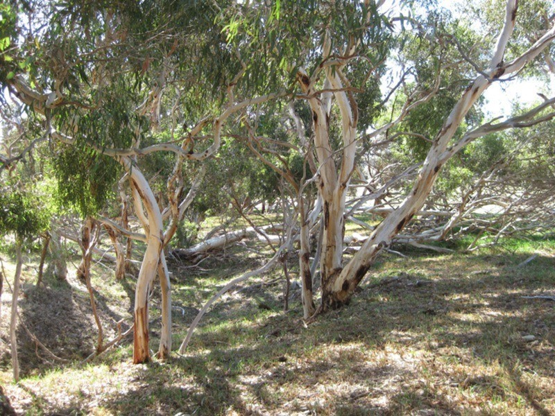 Lot 5 Cleland Gully Road, Tooperang SA 5255