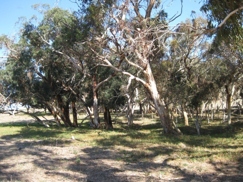 Lot 5 Cleland Gully Road, Tooperang SA 5255