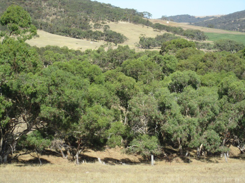 Lot 5 Cleland Gully  Road, Tooperang SA 5255