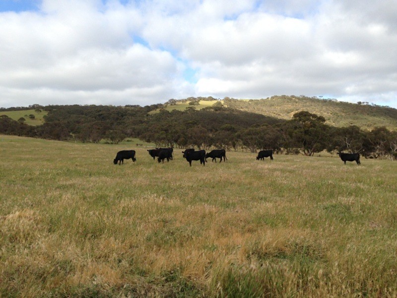 Lot 5 Cleland Gully  Road, Tooperang SA 5255