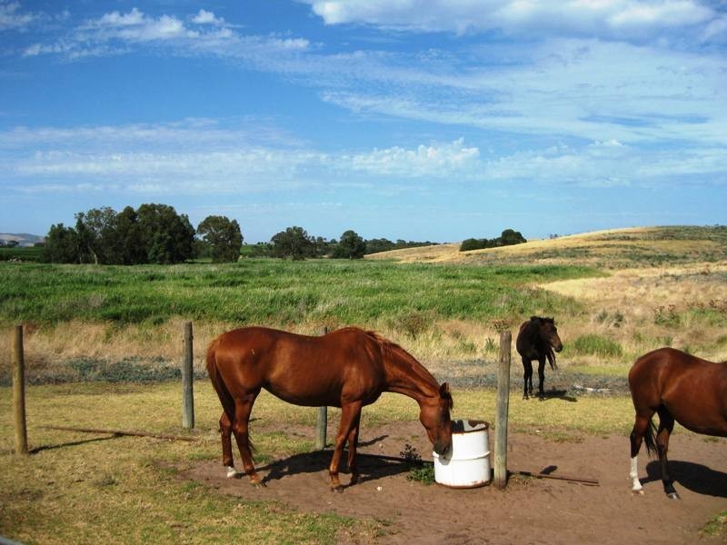 LOT 50 Pethick Road, Mclaren Vale SA 5171