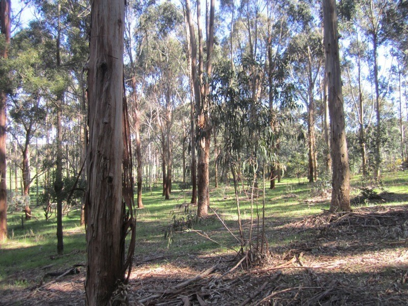 1447 Brookman Road, Hope Forest SA 5172